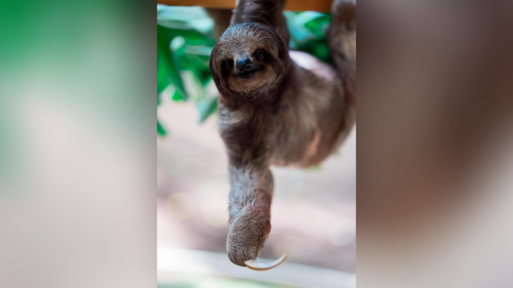 Why should everyone embrace their inner sloth, especially in this COVID ...